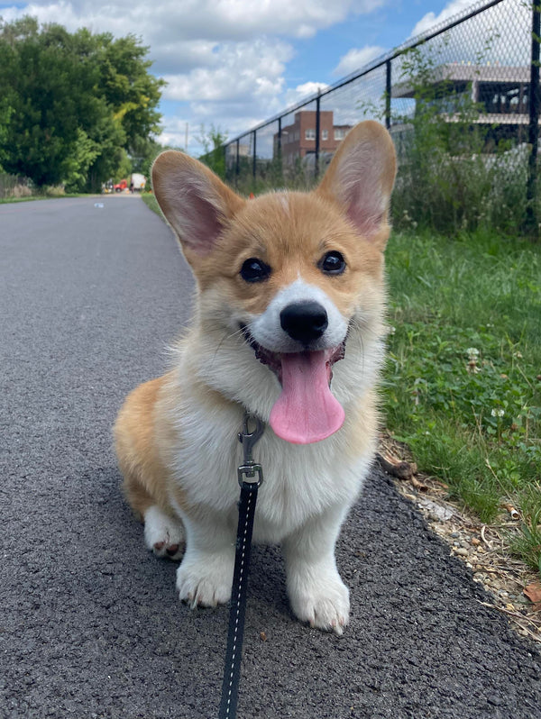 Daisy — Corgi