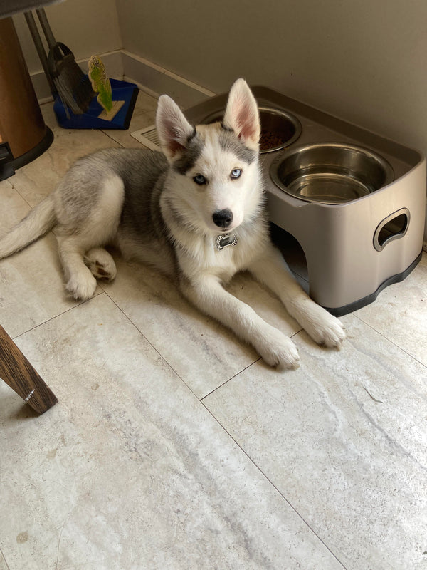Max — Husky